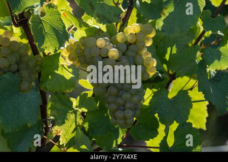 Grappes de raisins de vin chardonnay blancs mûrs prêts pour la récolte. Vue sur les vignobles verts premier et grand cru autour du Ludes, Val de Livre, région Cham Banque D'Images