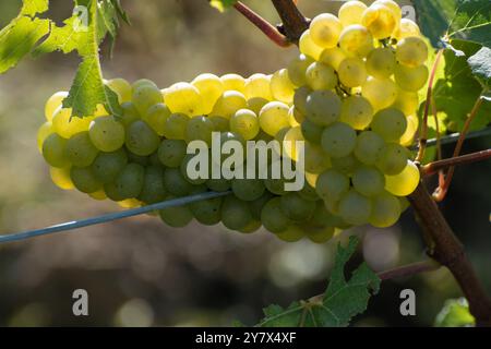 Grappes de raisins de vin chardonnay blancs mûrs prêts pour la récolte. Vue sur les vignobles verts premier et grand cru autour du Ludes, Val de Livre, région Cham Banque D'Images