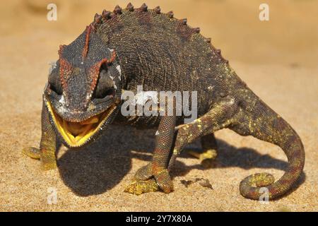 Caméléon Namaqua manger un ver dans le désert le long de la Côte des Squelettes en Namibie Banque D'Images