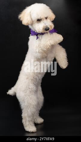 Debout sur les pattes arrière chien caniche blanc isolé sur fond noir Banque D'Images