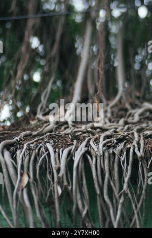 Pune, Inde, arbre, racines, poussant sur un toit Banque D'Images