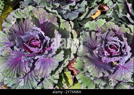 Le chou ornemental est le chou végétal cultivé (Brassica oleracea), Allgaeu, Bavière, Allemagne, Europe Banque D'Images