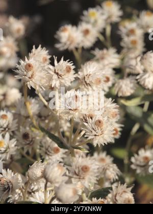 Anaphalis triplinervis - patte de perle panier de perle argent immortelle Banque D'Images