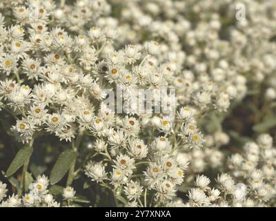 Anaphalis triplinervis - patte de perle panier de perle argent immortelle Banque D'Images