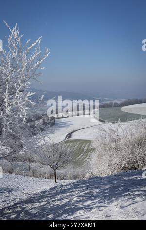 Paysage d'hiver avec des arbres et des champs enneigés dans le Jura (Argovie, Suisse) Banque D'Images