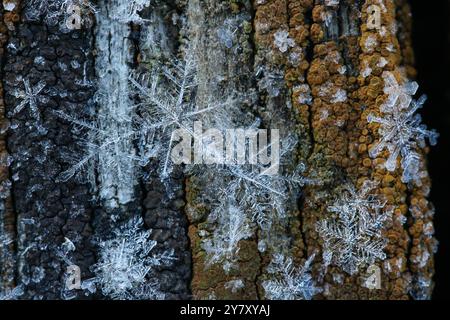 Les flocons de neige Banque D'Images