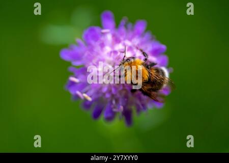 Bourdon de terre sombre sur un champ scabious, Bavière, Allemagne Banque D'Images