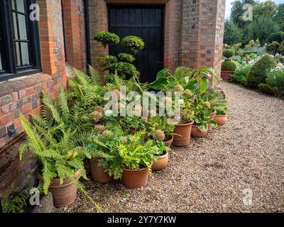 Chenies Manor en septembre ; collection de pots de plantes en terre cuite avec fougères, hortensias, topiaire d'if coupé par le mur de la maison ; jardin au-delà.le chemin. Banque D'Images