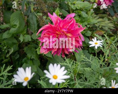 Chenies Manor Garden en septembre ; superbe dahlia rose corail 'belle of Barmera' avec marguerites blanches. Banque D'Images
