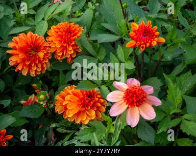 Chenies Manor Garden en septembre ; Dahlia 'American Sunset' ; un dahlia orange bicolore vibrant avec pétales courbés et Dahlia 'Totally Tangerine. Banque D'Images