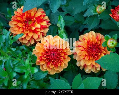 Chenies Manor Garden en septembre ; Dahlia 'American Sunset' ; un dahlia orange bicolore vibrant avec des pétales magnifiquement courbés. Banque D'Images