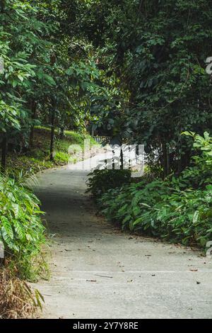 Un fond de chemin sinueux mène à travers une forêt dense et verte, invitant à l'exploration. Banque D'Images