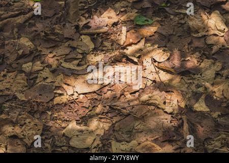 Une photo en gros plan d'un sol forestier couvert de feuilles mortes. La lumière du soleil traverse la canopée, projetant des ombres spectaculaires sur les feuilles colorées ci-dessous Banque D'Images