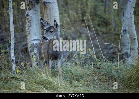 Le faon de cerf mulet mâche avec la bouche ouverte. Prise au terrain de camping Silver Lake près de June Lake CA Banque D'Images