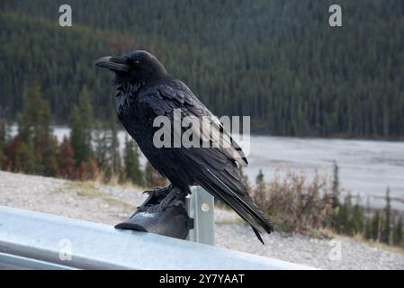 Corbeau commun assis à côté de Icefields Parkway dans les montagnes Rocheuses canadiennes dans le parc national Jasper en Alberta au Canada Banque D'Images