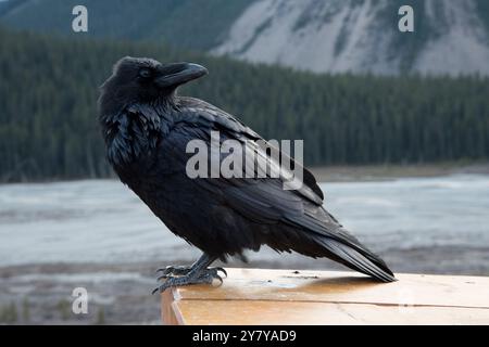 Corbeau commun assis à côté de Icefields Parkway dans les montagnes Rocheuses canadiennes dans le parc national Jasper en Alberta au Canada Banque D'Images