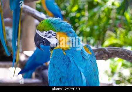 Perroquet d'aras bleu et jaune de la jungle avec bec ouvert amical regardant la caméra. Banque D'Images
