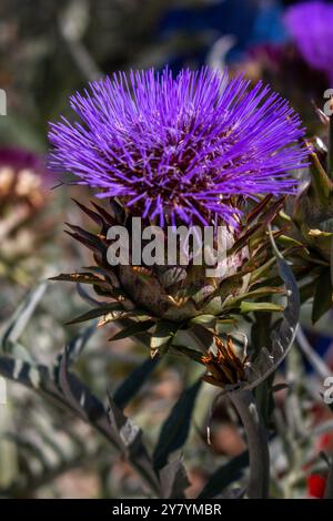 Une vue rapprochée d'une fleur de cardon, dans un cadre de jardin. Banque D'Images