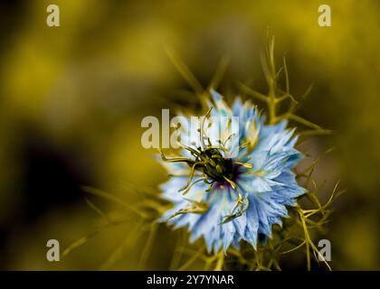 Une vue rapprochée d'une fleur de Nigella damascena, également connue sous le nom de Miss Jekyll Dark Blue et Love-in-a-Mist. Banque D'Images