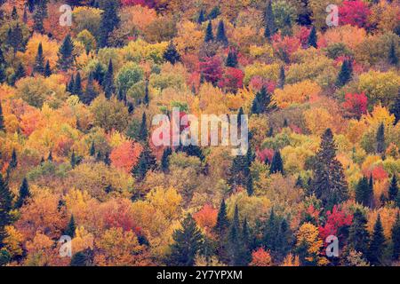 Vue aérienne du fond de couleur des feuilles d'automne dans le parc national du Mont-Tremblant, Québec Banque D'Images