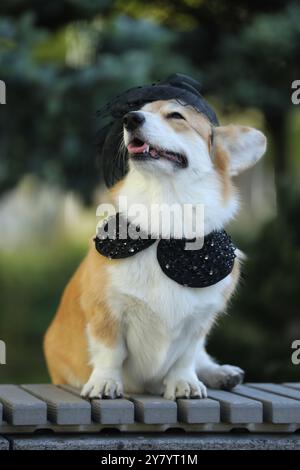 Mignon corgi gallois à la mode pembroke dans le chapeau marchant dans le parc d'été Banque D'Images