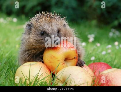 Hérisson mignon avec des pommes tombées dans le jardin d'automne regardant directement la caméra. Jardinage naturel pour le concept de protection de la faune. Copier l'espace. Banque D'Images