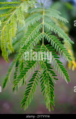 Une plante verte feuillue avec une longue tige. Les feuilles sont vertes et ont une pointe pointue Banque D'Images