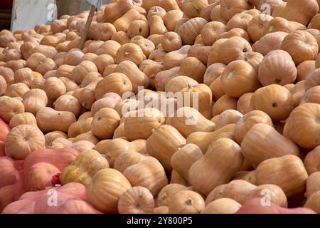 De grandes citrouilles vibrantes sont exposées en bonne place au bazar Chorsu, l’un des marchés les plus emblématiques de Tachkent. Ces citrouilles fraîches cultivées localement sont ava Banque D'Images