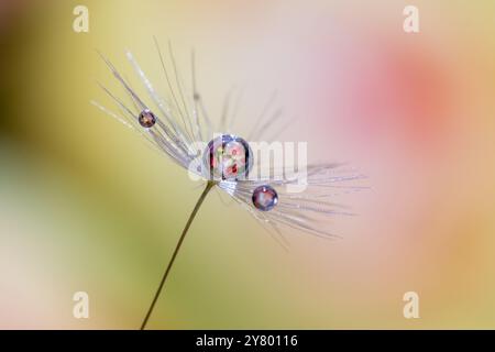 Photo macro extrême d'un pissenlit graines avec des gouttes d'eau devant un fond coloré Banque D'Images