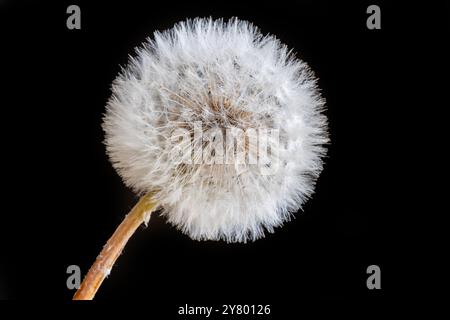 Gros plan, photo macro d'un pissenlit entier parsemé de nombreuses graines blanches devant un fond noir. Banque D'Images