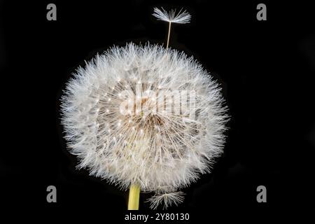 Gros plan, photo macro d'un pissenlit entier parsemé de nombreuses graines blanches devant un fond noir. Banque D'Images