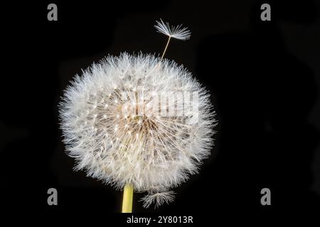 Gros plan, photo macro d'un pissenlit entier parsemé de nombreuses graines blanches devant un fond noir. Banque D'Images