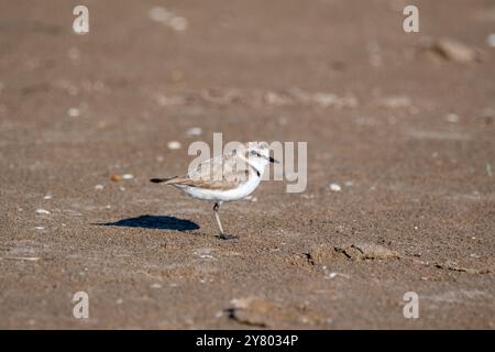 Pluvier de Kentish, Charadrius alexandrinus, sur la plage, Delta de l'Ebre, Catalogne, Espagne Banque D'Images