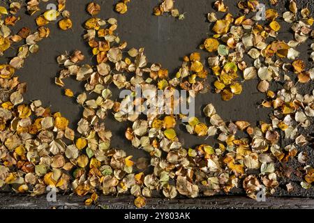 Feuilles de bouleau jaune d'automne tombées dans une flaque d'eau sur le sol Banque D'Images