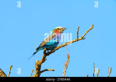 Rouleau à poitrine lilas, Coracias caudatus, dans le parc national Kruger, en Afrique du Sud Banque D'Images