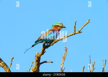 Rouleau à poitrine lilas, Coracias caudatus, dans le parc national Kruger, en Afrique du Sud Banque D'Images