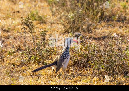 Le Hornbill à bec rouge, parc national Kruger, en Afrique du Sud Banque D'Images