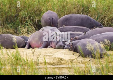 Oiseaux les pics boeufs aident l'hippopotame en éliminant les parasites comme les tiques, dans le parc national Kruger, Afrique du Sud Banque D'Images