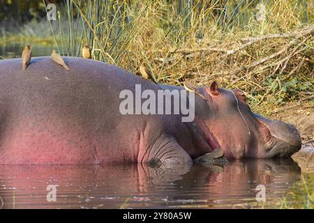 Oiseaux les pics boeufs aident l'hippopotame en éliminant les parasites comme les tiques, dans le parc national Kruger, Afrique du Sud Banque D'Images