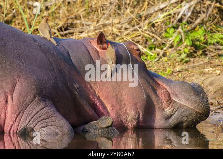 Oiseaux les pics boeufs aident l'hippopotame en éliminant les parasites comme les tiques, dans le parc national Kruger, Afrique du Sud Banque D'Images