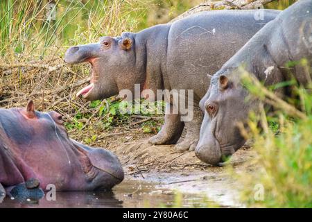 Hippopotames relaxants dans le parc national Kruger, en Afrique du Sud Banque D'Images