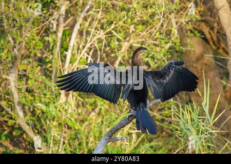 Darter africain, ou Anhinga rufa, ou Snakebird dans le parc national Kruger, Afrique du Sud Banque D'Images