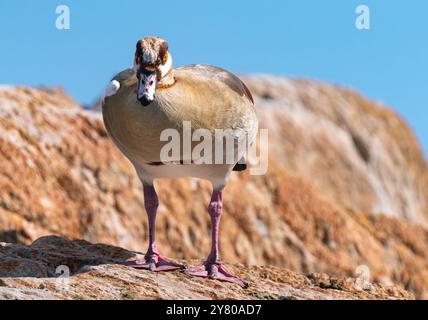 OIE égyptienne (Alopochen aegyptiaca), membre africain de la famille des Anatidae, à Boulders Beach, près du Cap, Afrique du Sud Banque D'Images