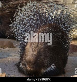 Corps entier de porc-épic à crête (hystrix cristata). Photographie de la nature et de la faune. Banque D'Images