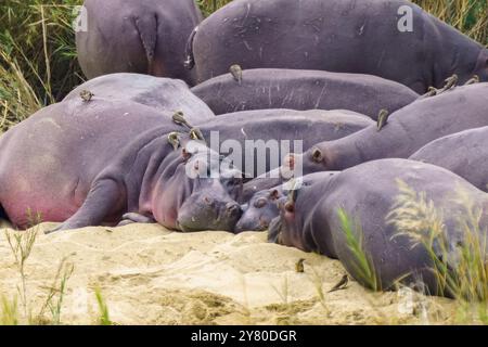 Oiseaux les pics boeufs aident l'hippopotame en éliminant les parasites comme les tiques, dans le parc national Kruger, Afrique du Sud Banque D'Images