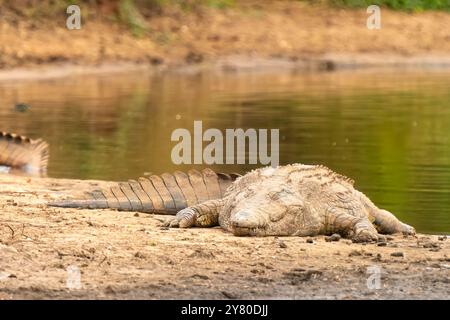 Crocodile dans le parc national Kruger, en Afrique du Sud Banque D'Images