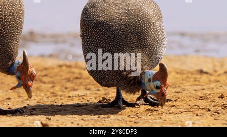 Guineafowl casqué, ou Numida meleagris, dans le parc national Kruger, Afrique du Sud Banque D'Images