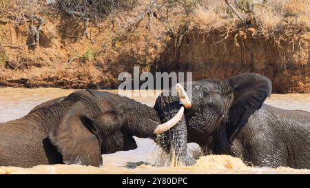 Deux éléphants se battant dans un trou d'eau, dans le parc national Kruger, Afrique du Sud Banque D'Images