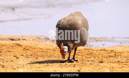 Guineafowl casqué, ou Numida meleagris, dans le parc national Kruger, Afrique du Sud Banque D'Images