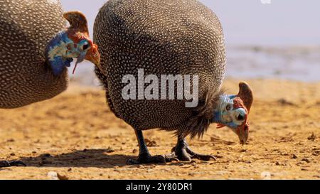 Guineafowl casqué, ou Numida meleagris, dans le parc national Kruger, Afrique du Sud Banque D'Images